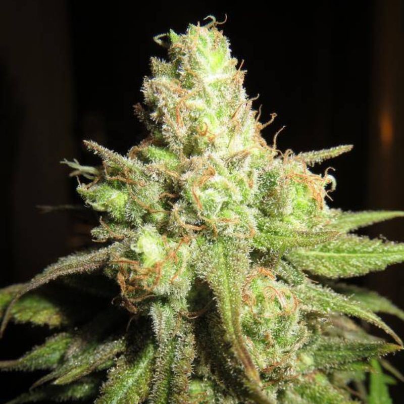 Nasiona marihuany automatyczne Auto 2 Fast 2 Vast - odmiana konopi
