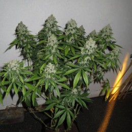 Nasiona marihuany automatyczne Auto Turbo Bud - odmiana konopi