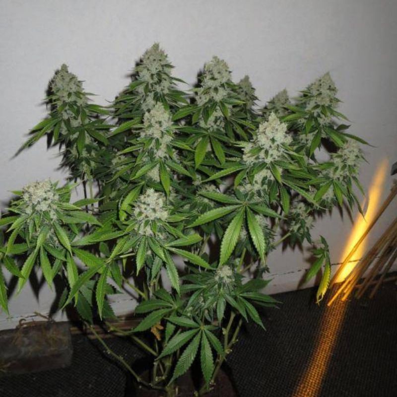 Nasiona marihuany automatyczne Auto Turbo Bud - odmiana konopi