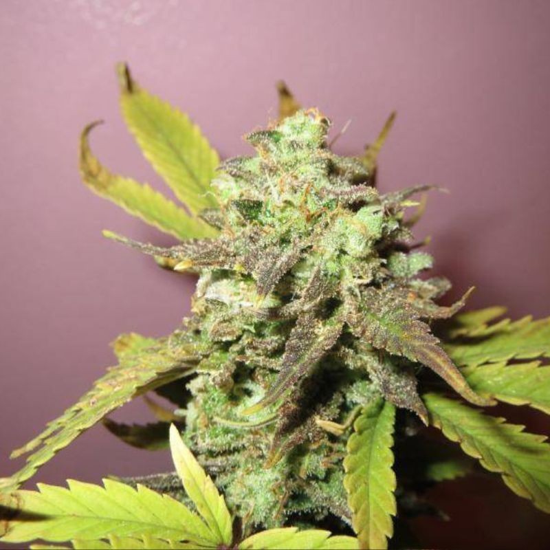 Nasiona marihuany automatyczne Auto Skunky Monkey - odmiana konopi