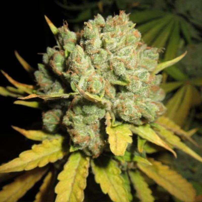 Nasiona marihuany automatyczne Auto Short & Sweet - odmiana konopi