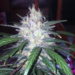 Nasiona marihuany automatyczne Auto Fast & Vast - odmiana konopi