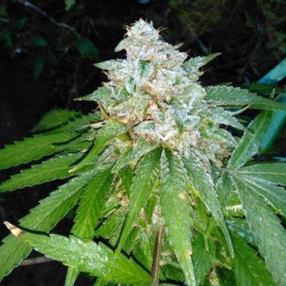 Nasiona marihuany automatyczne Auto Massive Midget - odmiana konopi