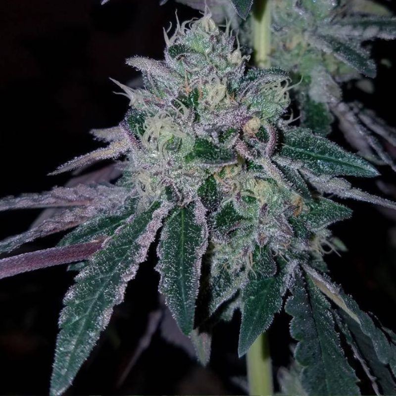 Nasiona marihuany automatyczne Auto Jackpot - odmiana konopi