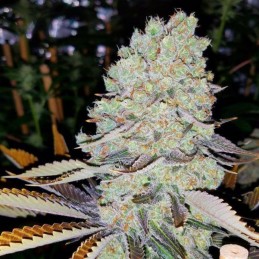 Nasiona marihuany automatyczne Auto High Density - odmiana konopi