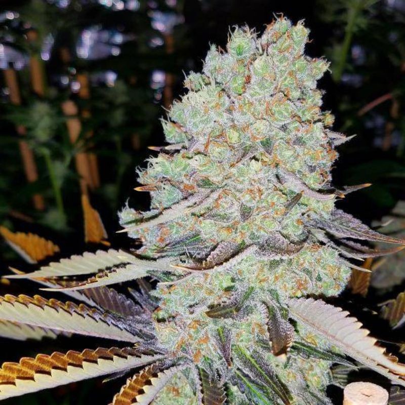 Nasiona marihuany automatyczne Auto High Density - odmiana konopi