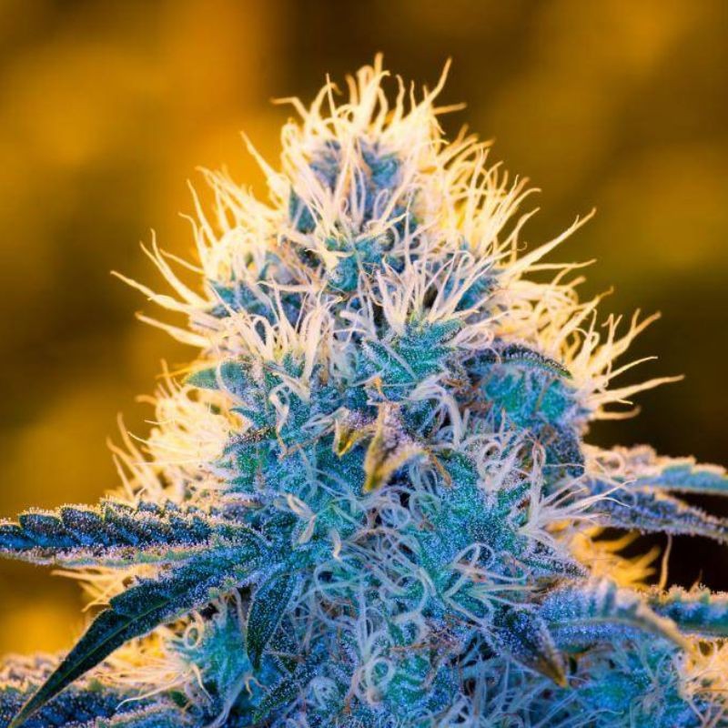 Nasiona marihuany automatyczne Auto Fruit Punch - odmiana konopi