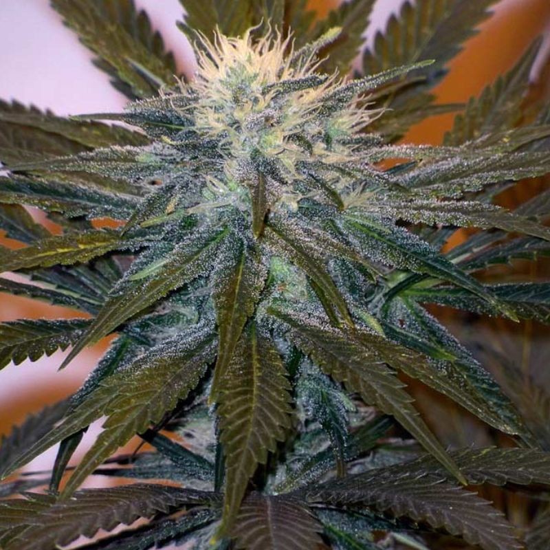 Nasiona marihuany automatyczne Auto Fully Loaded - odmiana konopi