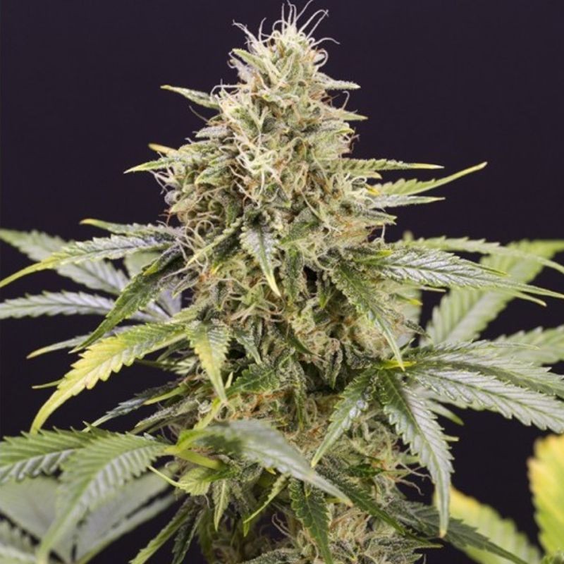 Nasiona marihuany automatyczne Chocolate Mint OG Auto - odmiana konopi