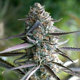 Nasiona marihuany White Runtz Fast Flowering - opis odmiany konopi