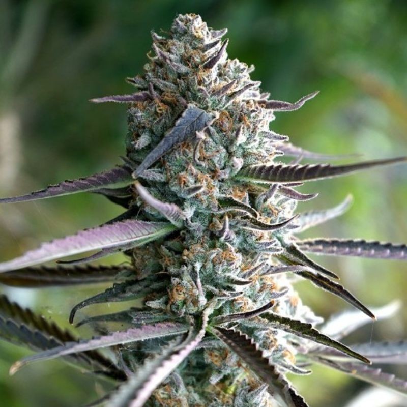 Nasiona marihuany White Runtz Fast Flowering - opis odmiany konopi