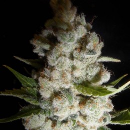 Nasiona marihuany Pineapple Skunk - opis odmiany konopi