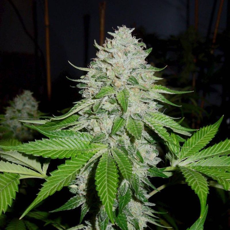 Nasiona marihuany automatyczne Chem Bomb Auto - odmiana konopi