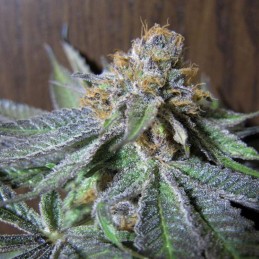 Nasiona marihuany Chocolate Mint OG - odmiana konopi
