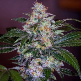 Nasiona marihuany Dedoverde Haze - odmiana konopi