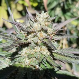 Nasiona marihuany Peanut Butter Breath Fast Flowering - opis odmiany konopi