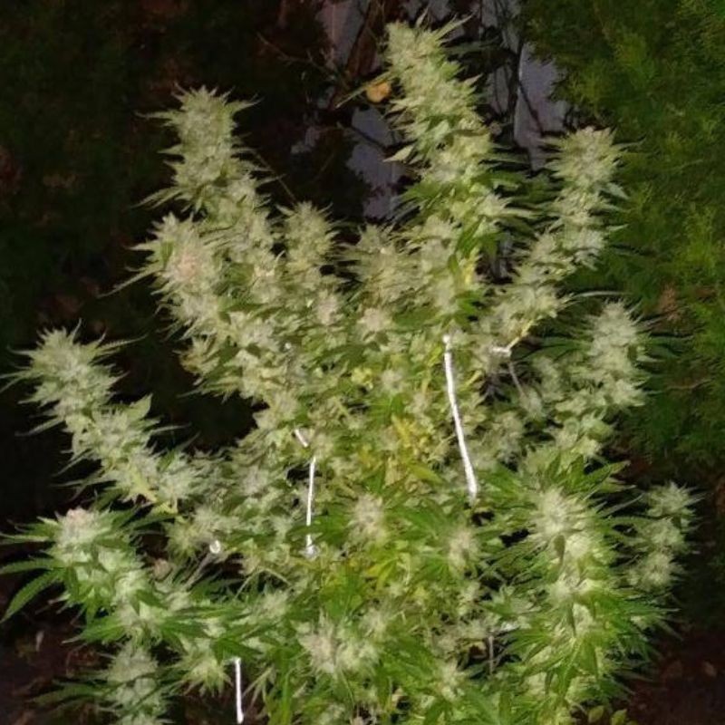 Nasiona marihuany Ice Cream Cake Fast Flowering - opis odmiany konopi