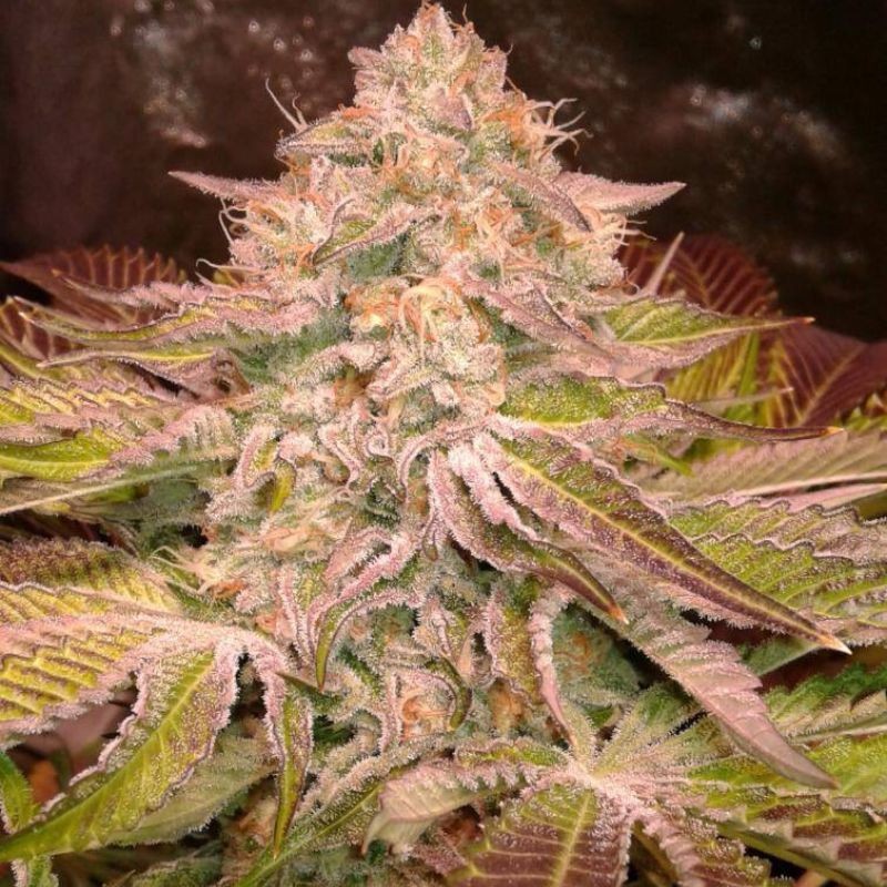 Nasiona marihuany automatyczne Mango OG Auto - opis odmiany konopi