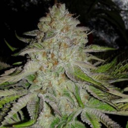 Nasiona marihuany automatyczne OG Kush Auto - opis odmiany konopi