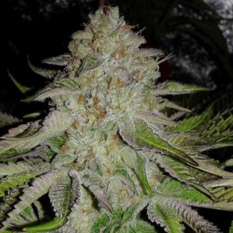 Nasiona marihuany automatyczne OG Kush Auto - opis odmiany konopi