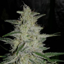 Nasiona marihuany OG Kush - opis odmiany konopi