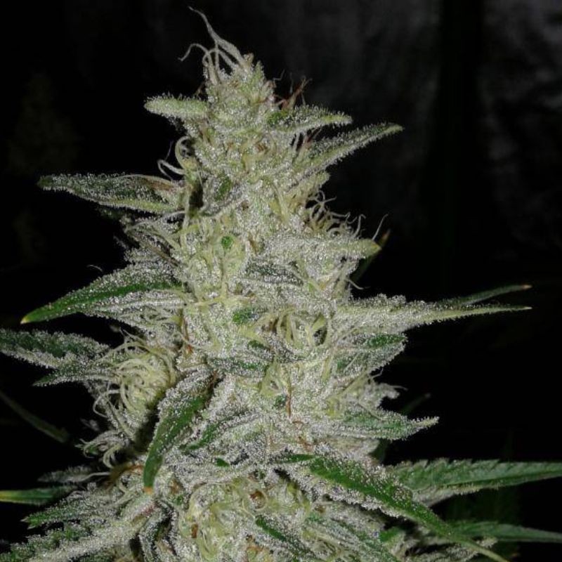 Nasiona marihuany OG Kush - opis odmiany konopi