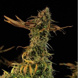 Nasiona marihuany Blueberry Headband - odmiana konopi