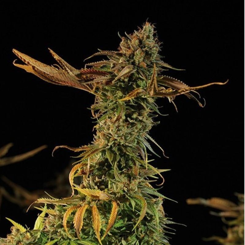 Nasiona marihuany Blueberry Headband - odmiana konopi