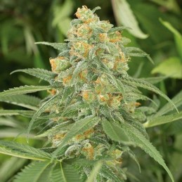 Nasiona marihuany Green Crack - odmiana konopi