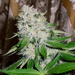 Nasiona marihuany Zuri Widow - odmiana konopi