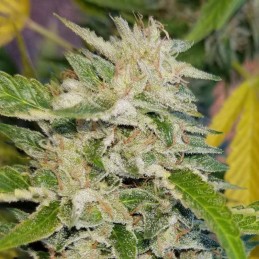 Nasiona marihuany Txomango - opis odmiany konopi