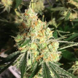 Nasiona marihuany Txerri Bilbo Haze - opis odmiany konopi