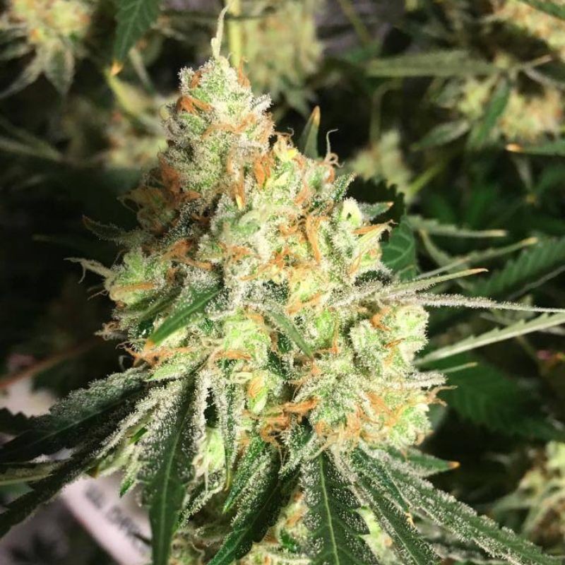 Nasiona marihuany Txerri Bilbo Haze - opis odmiany konopi