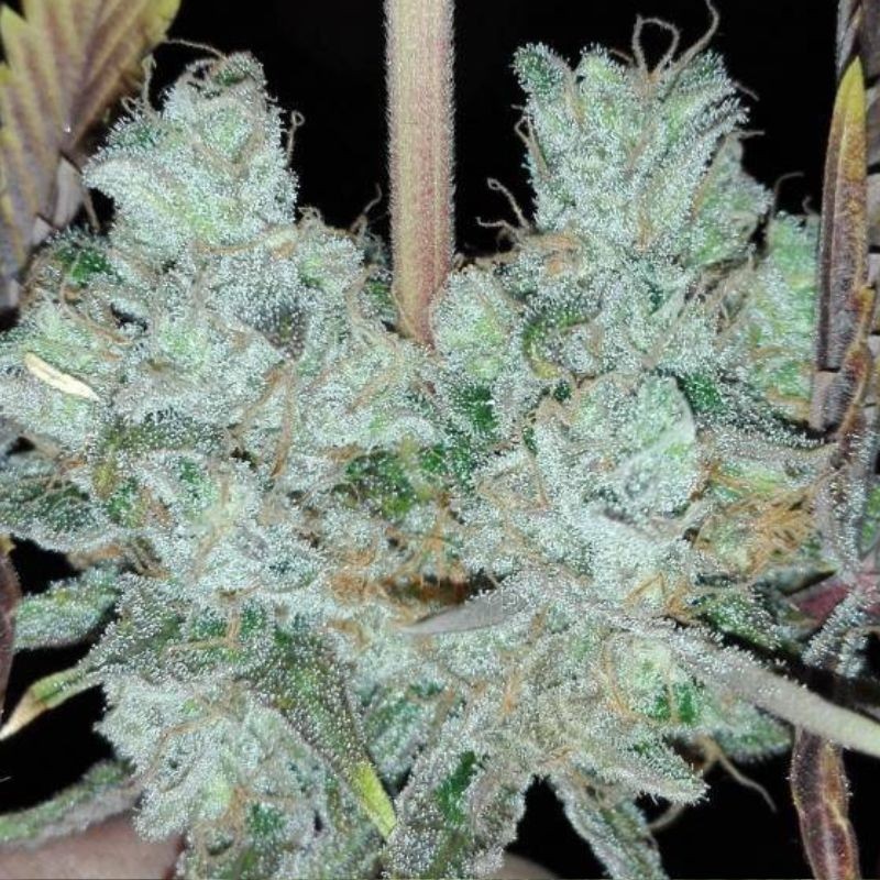 Nasiona marihuany Txees Bilbo - opis odmiany konopi