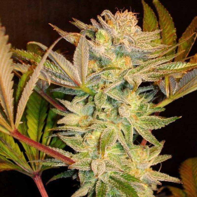 Nasiona marihuany Amnesia Bilbo - odmiana konopi