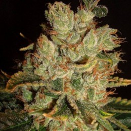 Nasiona marihuany Amnesia Bilbo Auto - odmiana konopi