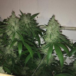 Nasiona marihuany Blubonik - odmiana konopi