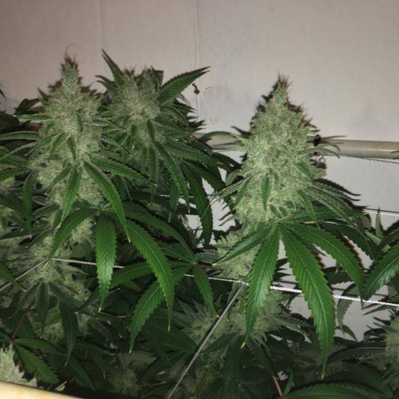 Nasiona marihuany Blubonik - odmiana konopi