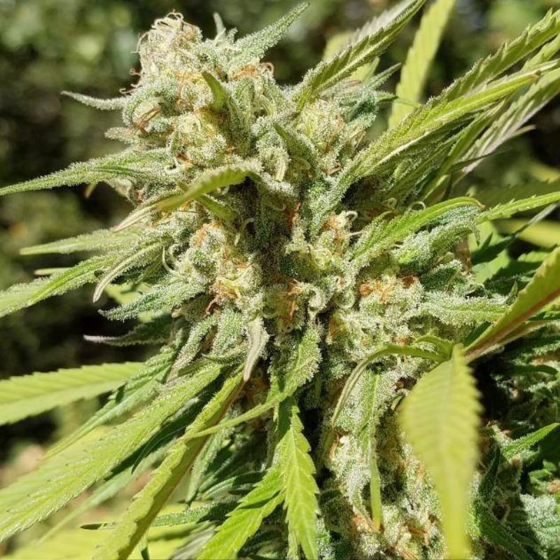 Nasiona marihuany Sweet Bilbo - opis odmiany konopi