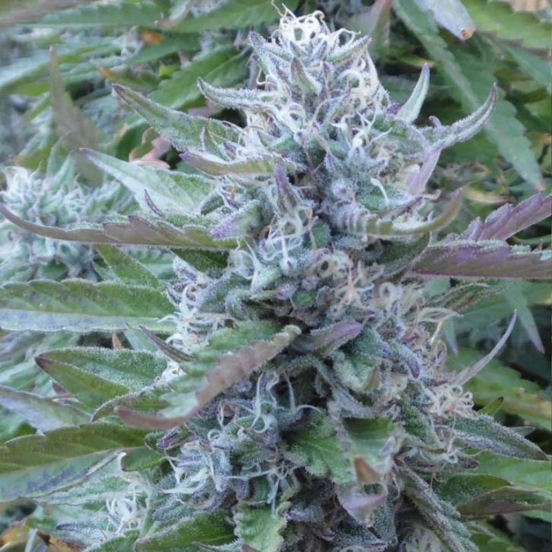 Nasiona marihuany Kritikal Bilbo - opis odmiany konopi