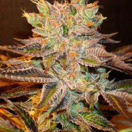 Nasiona marihuany Gorilla Bilbo - odmiana konopi