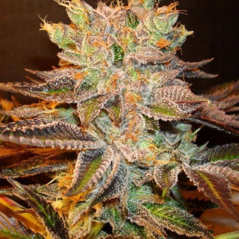 Nasiona marihuany Gorilla Bilbo - odmiana konopi