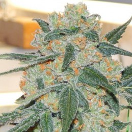 Nasiona marihuany Super Silver Bilbo - opis odmiany konopi
