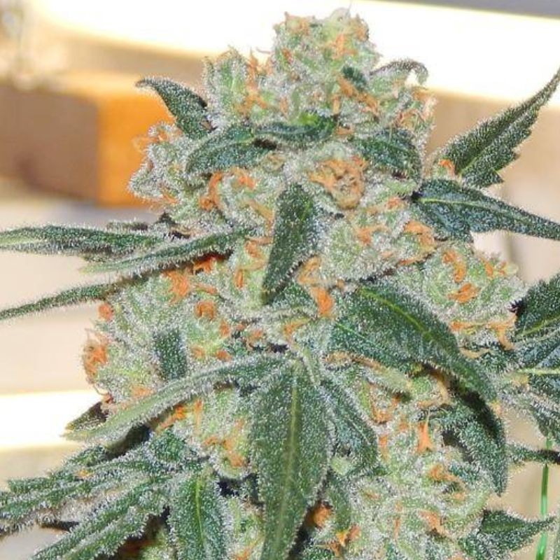 Nasiona marihuany Super Silver Bilbo - opis odmiany konopi