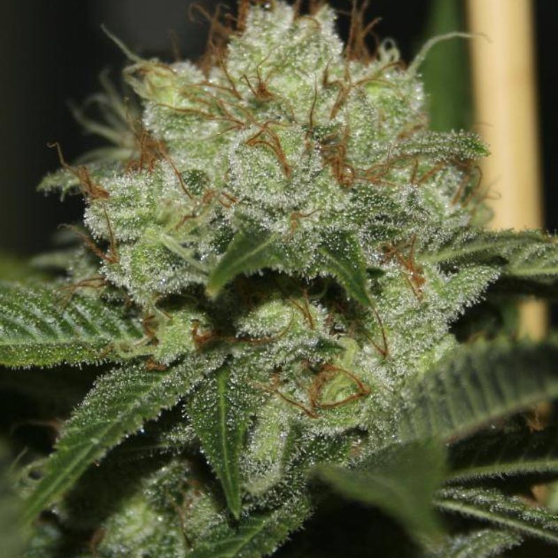Nasiona marihuany Santa Bilbo - opis odmiany konopi