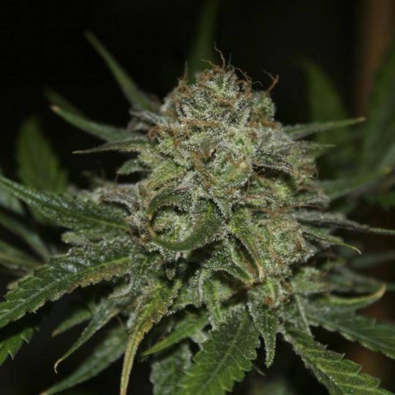 Nasiona marihuany automatyczne Kritikal Bilbo Auto - opis odmiany konopi