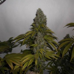 Nasiona marihuany Kritikal Bilbo X Ak-47 - opis odmiany konopi
