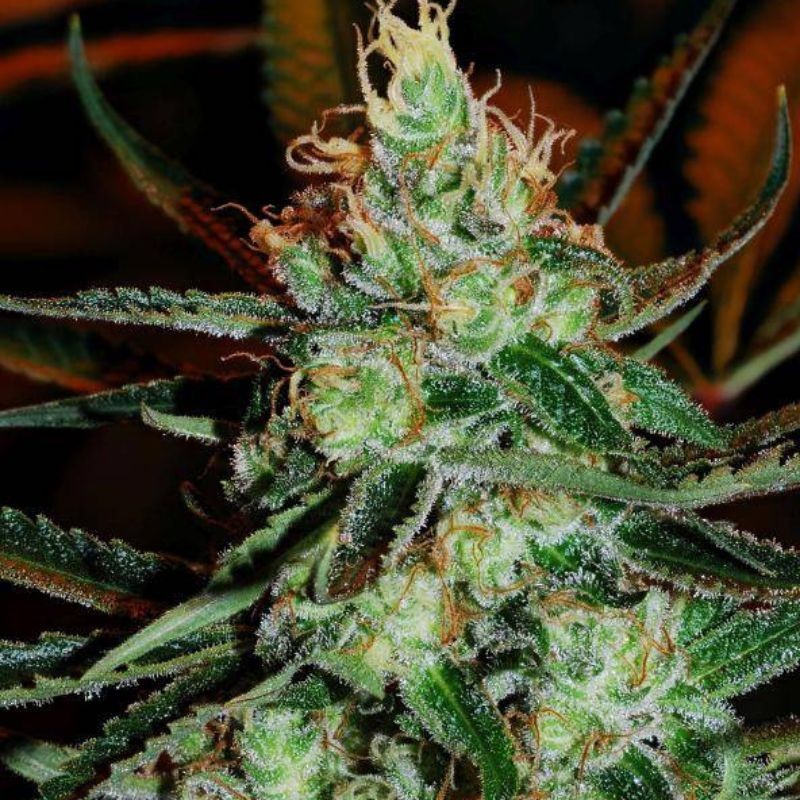 Medyczne nasiona marihuany Medizinal CBD - opis odmiany konopi