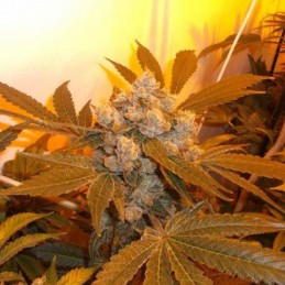 Nasiona marihuany automatyczne Nevil Bilbo Auto - opis odmiany konopi