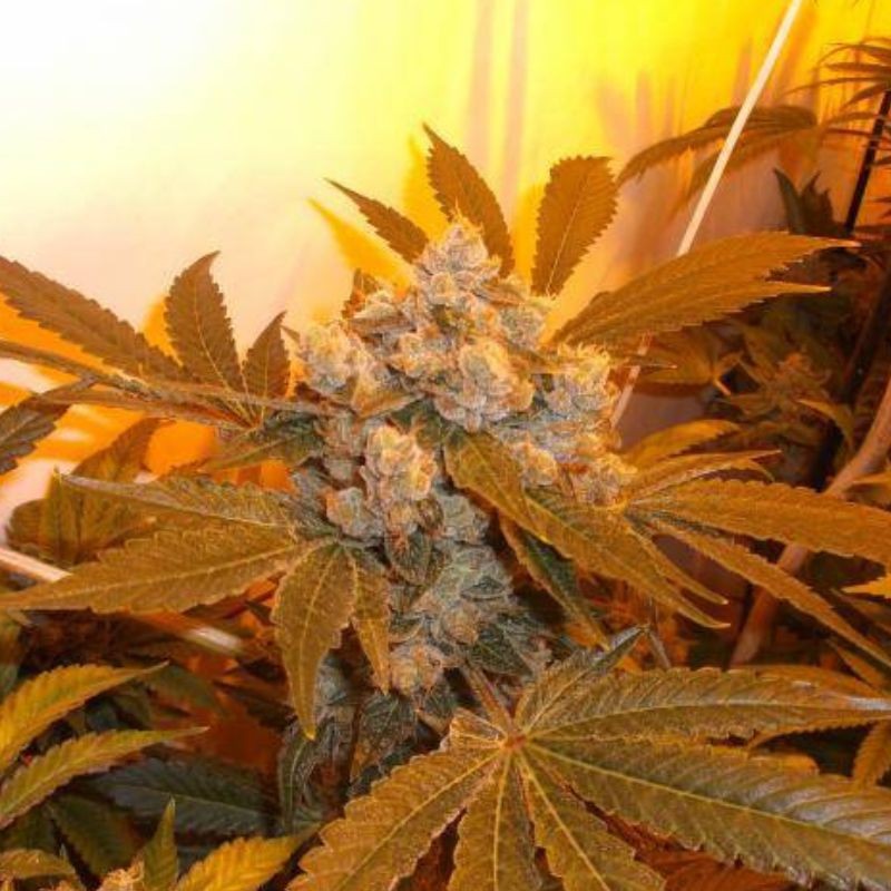 Nasiona marihuany automatyczne Nevil Bilbo Auto - opis odmiany konopi